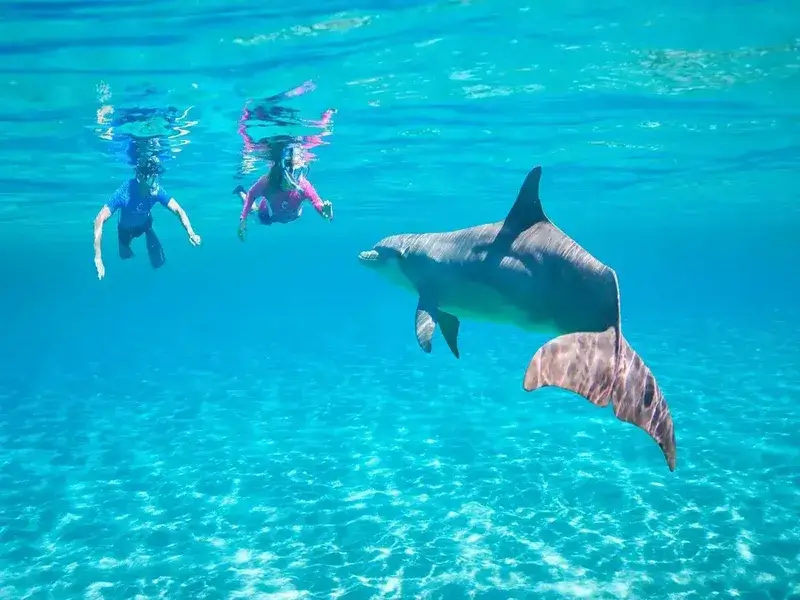 Dolphin House excursion Hurghada nager avec dauphins