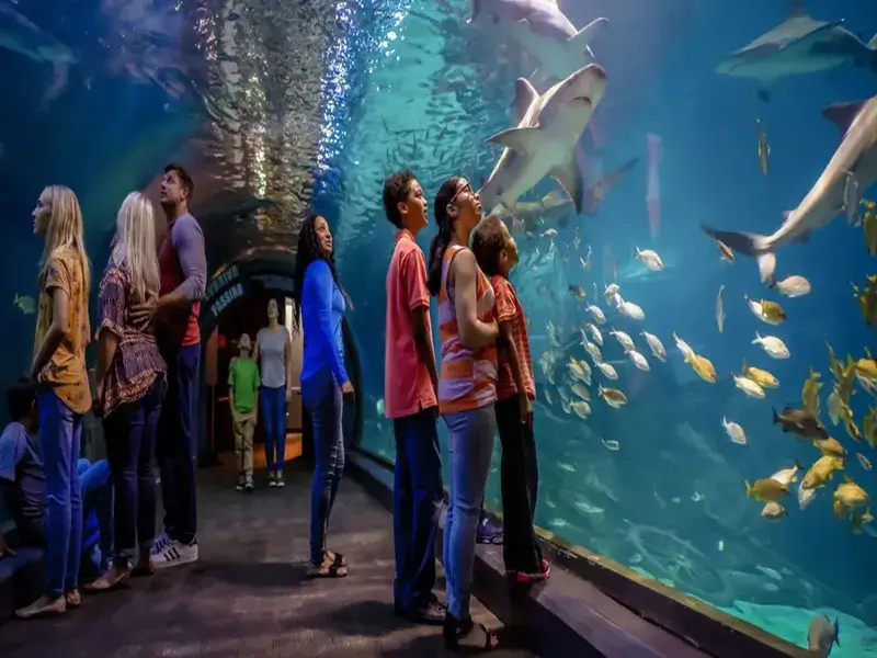 Grand aquarium Hurghada visite famille